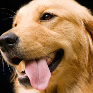 Meet your Posher, Bobbijo